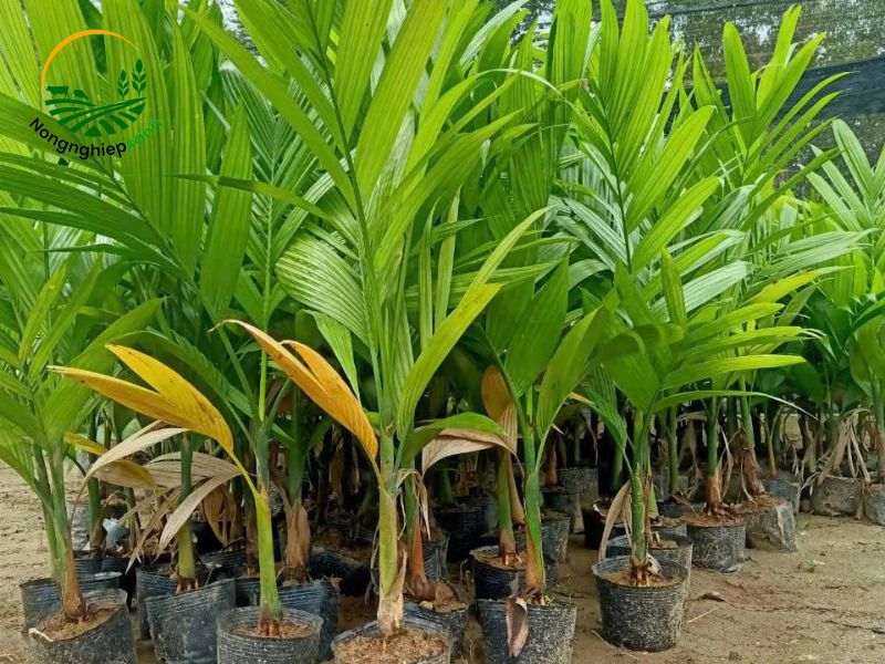 trồng cau lấy quả