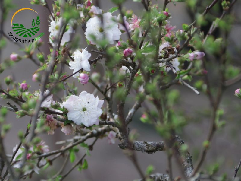 trồng cây mai đá