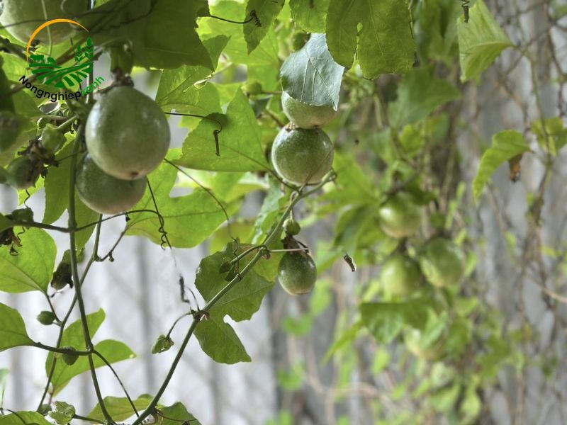 trồng chanh dây bằng hạt