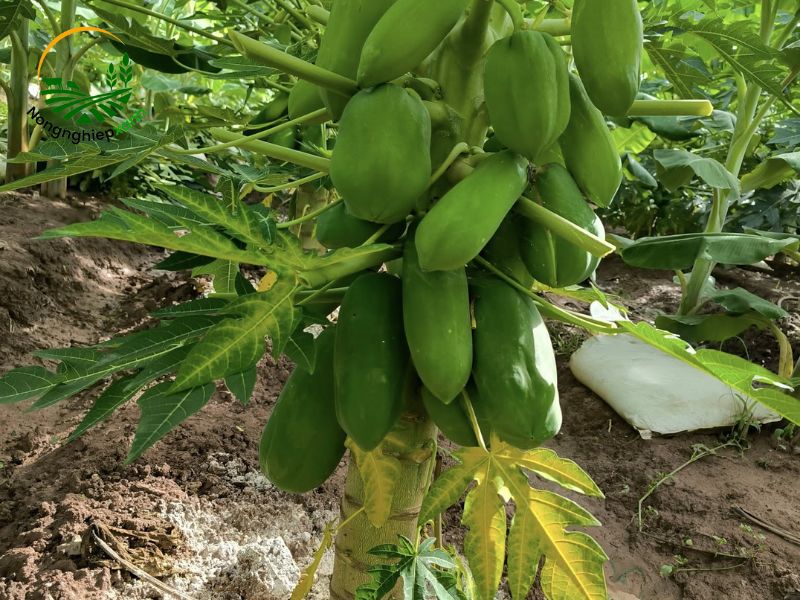 trồng đu đủ