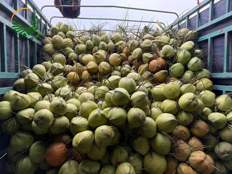 trồng dừa bằng quả