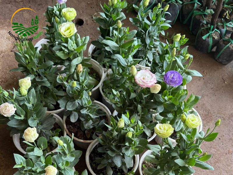 trồng hoa cát tường