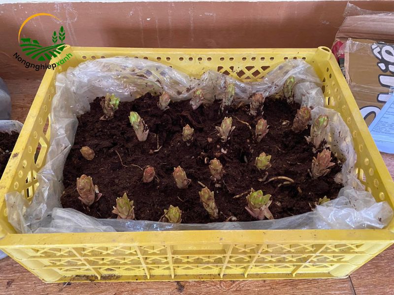 trồng hoa ly từ củ