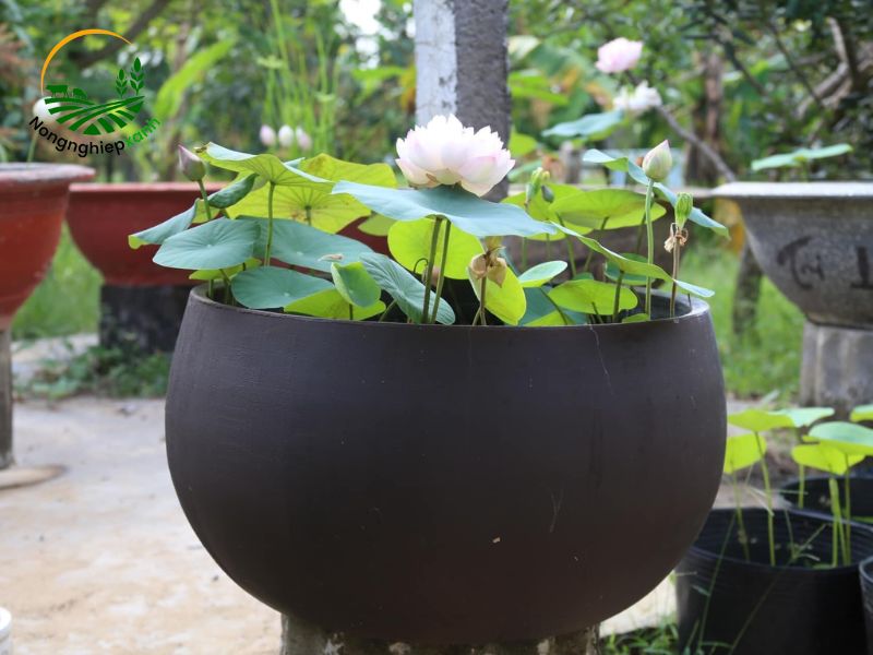 trồng hoa súng mini