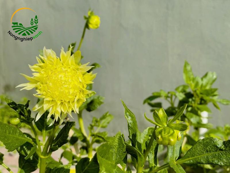 Trồng hoa thược dược