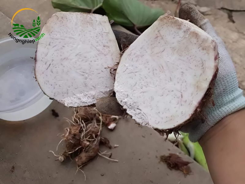 trồng khoai môn