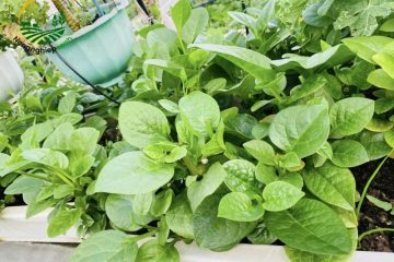 trồng rau mồng tơi