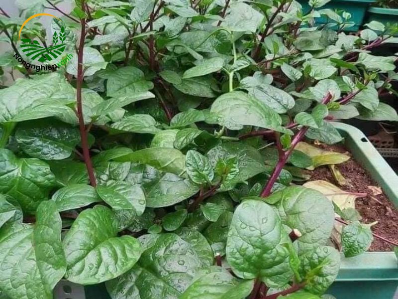 kỹ thuật trồng rau mồng tơi trong chậu