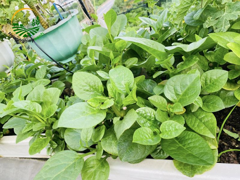 trồng rau mồng tơi