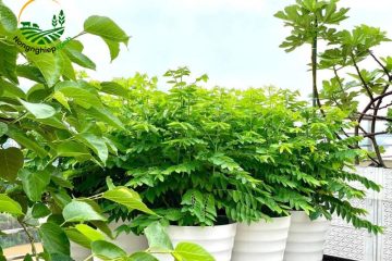 trồng rau ngót bằng cành