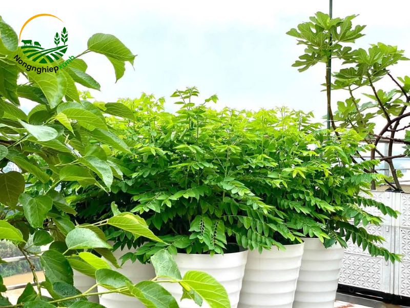 trồng rau ngót bằng cành