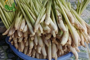 trồng sả tại nhà