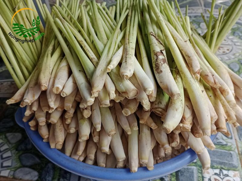 trồng sả tại nhà
