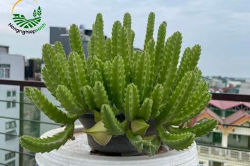 trồng xương rồng