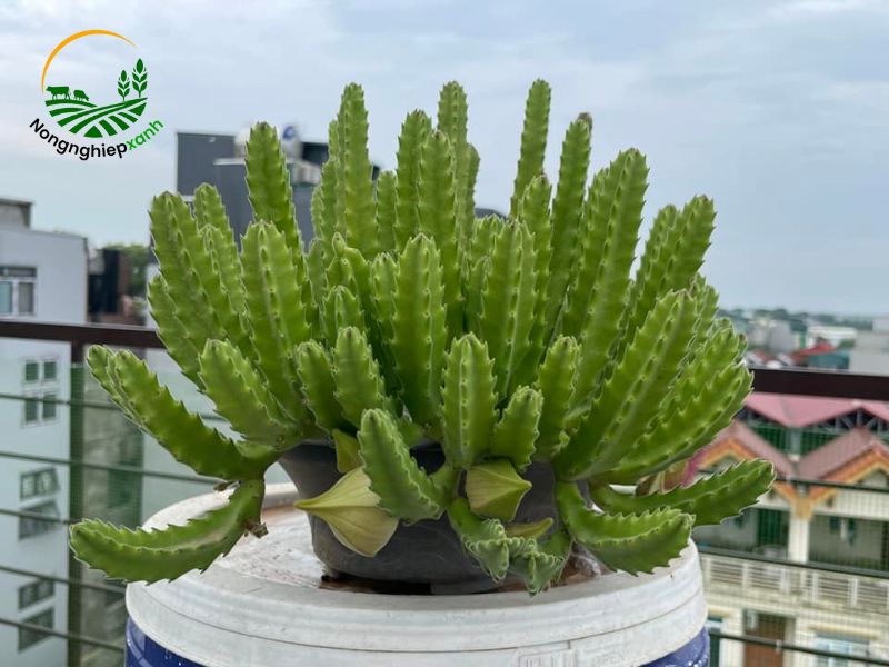 trồng xương rồng
