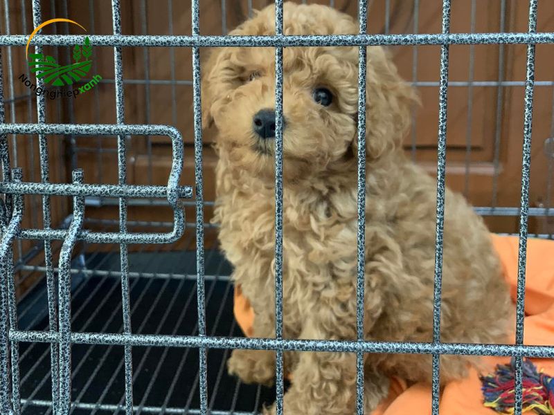 Viêm đường ruột – Nguy cơ lớn gây sụt cân ở chó con