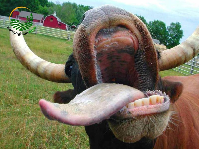 Cách xác định tuổi trâu bằng răng