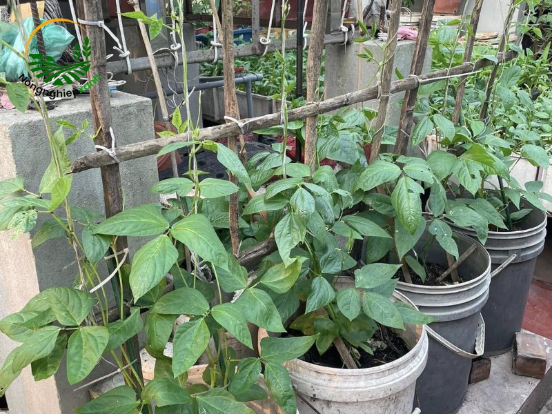cách trồng đậu đũa