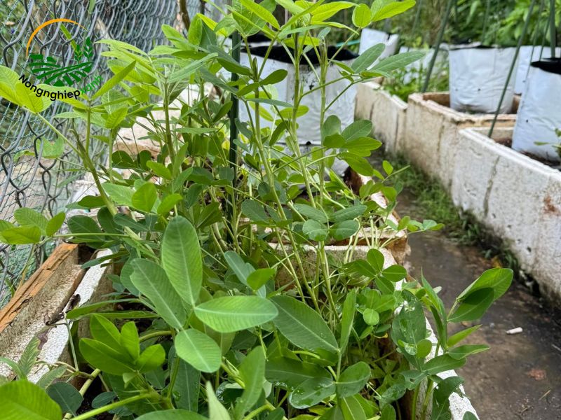 Cách trồng đậu phộng