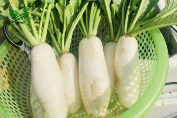 củ cải trắng