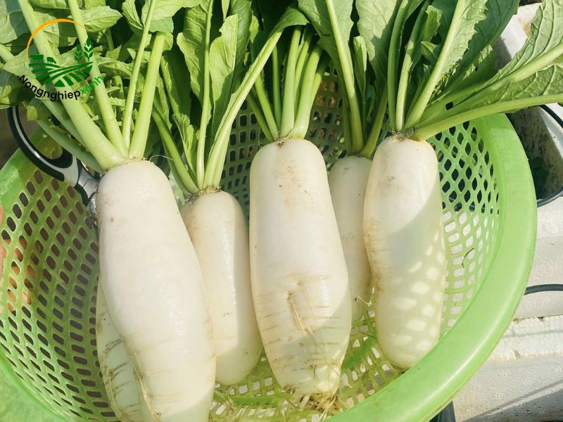 củ cải trắng