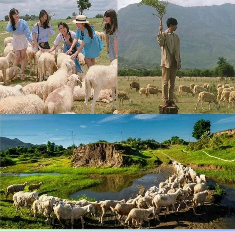 Ảnh các địa điểm du lịch tại Ninh Thuận Đồng cừu An Hòa