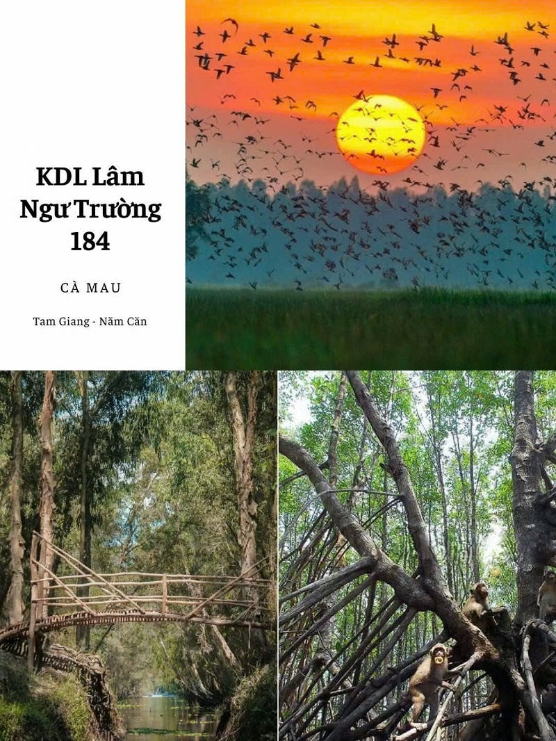 Ảnh các điểm du lịch tại Cà Mau: Lâm ngư trường 184