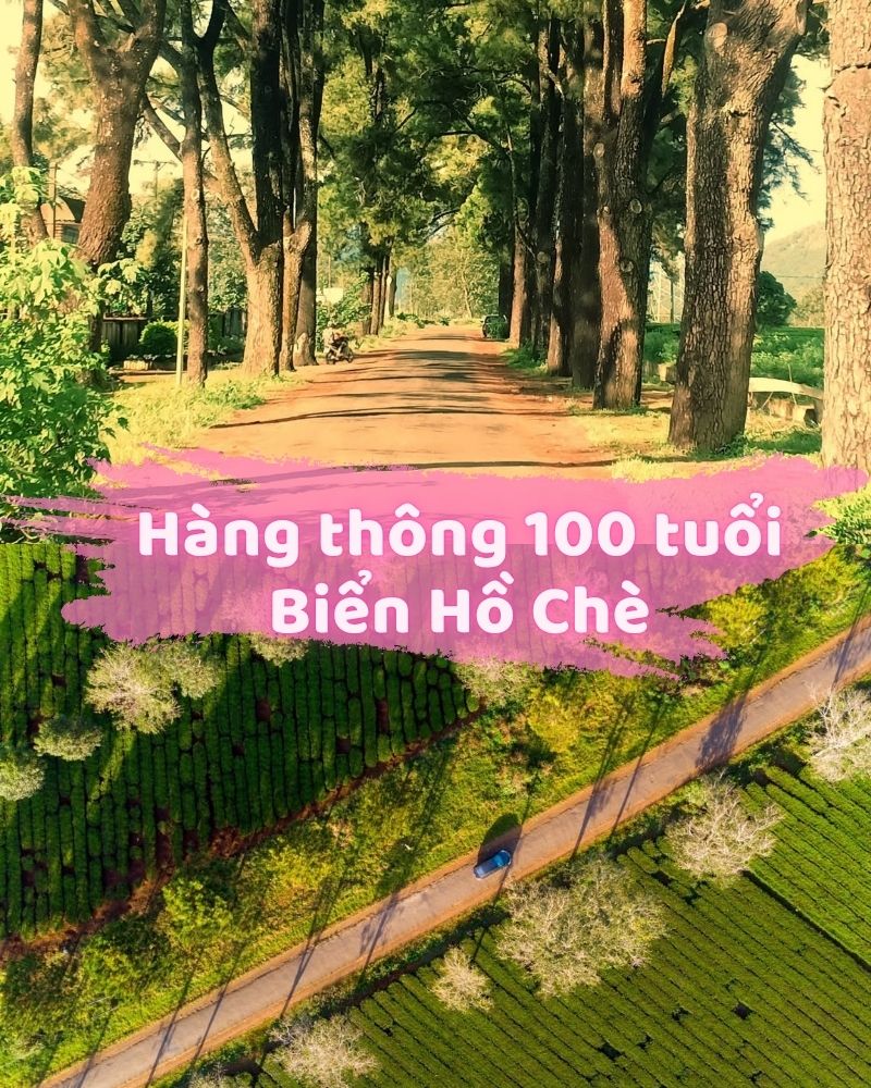 ảnh các điểm du lịch tại gia lai Hàng thông 100 tuổi – Biển Hồ Chè