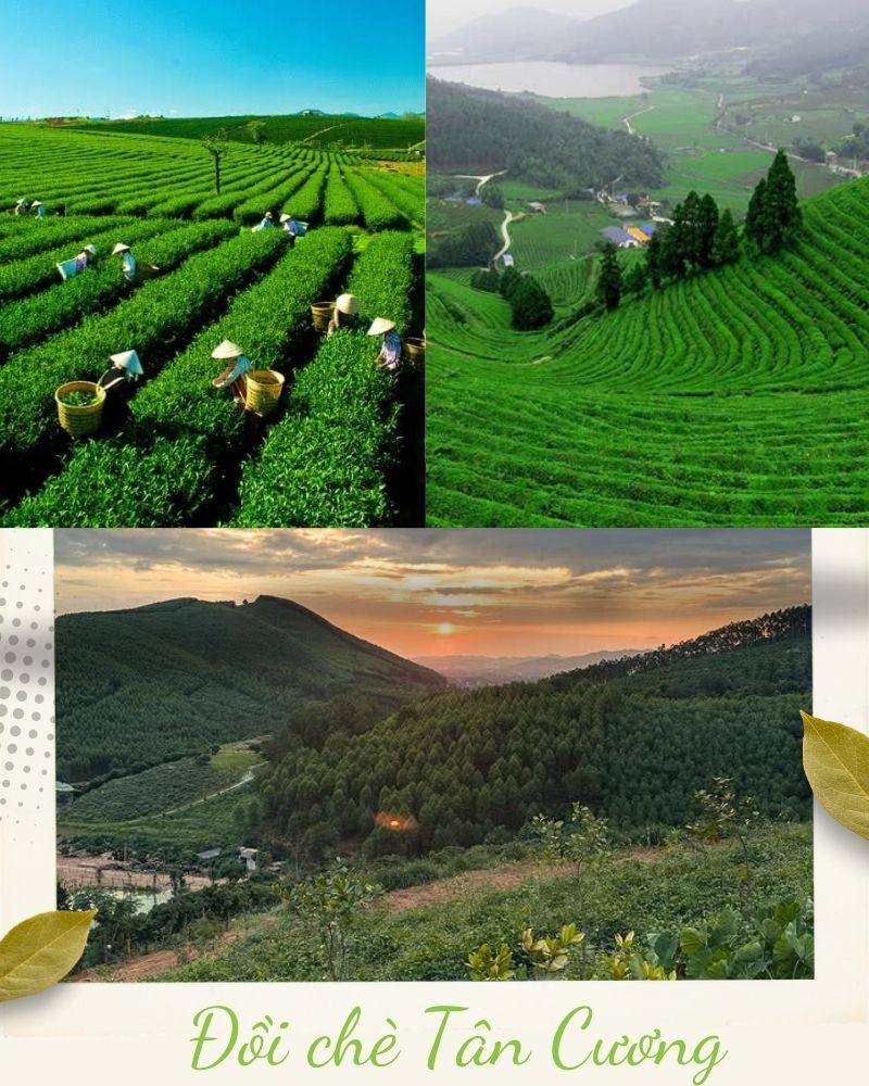 ảnh các điểm du lịch tại thái nguyên Đồi chè Tân Cương