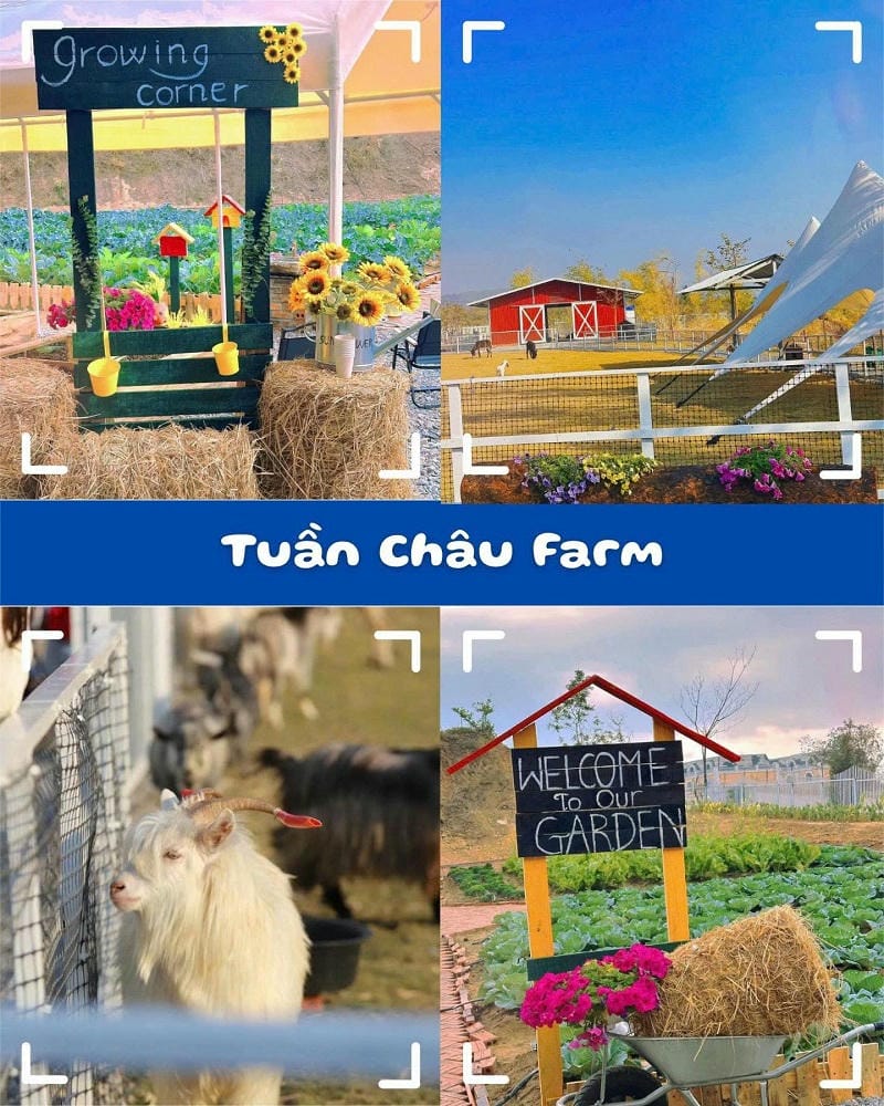 ảnh các điểm tham quan tại hạ long Tuần Châu Farm