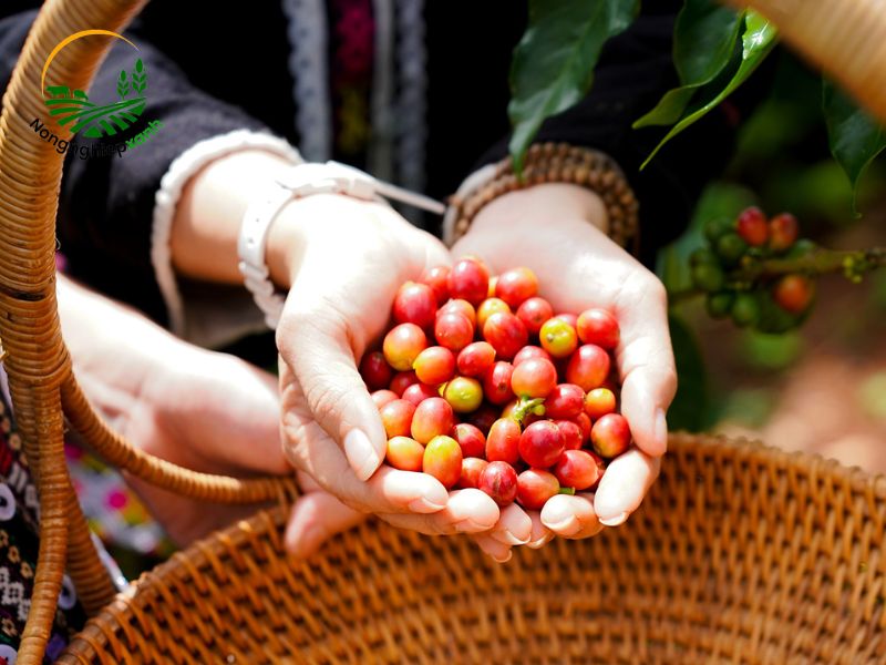 giống cà phê