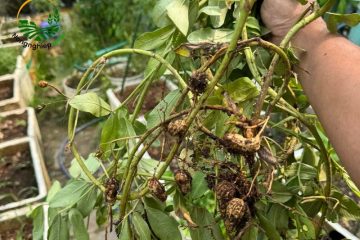 Kỹ thuật gieo hạt đậu phộng tạo sự đồng đều của củ