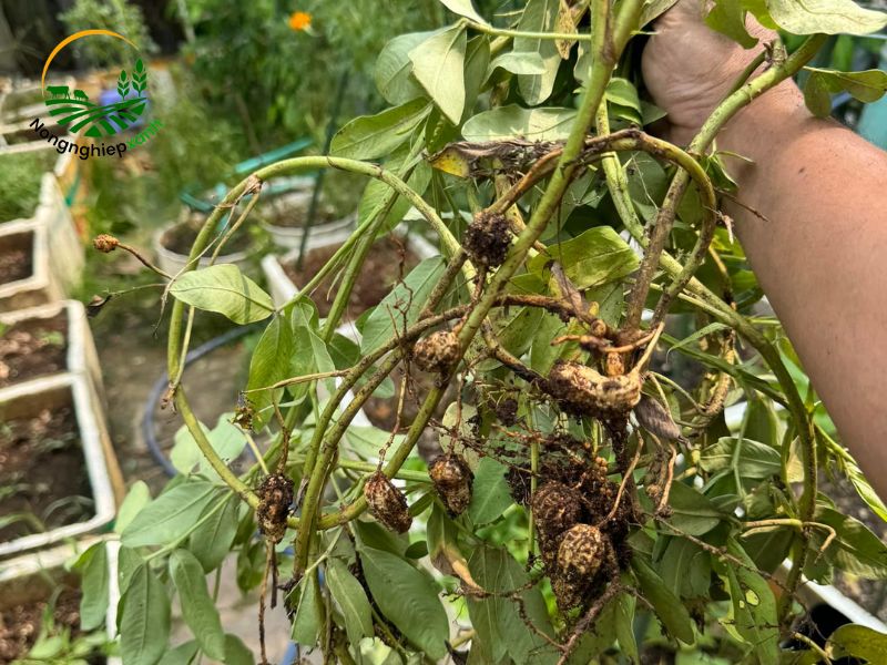 Kỹ thuật gieo hạt tạo sự đồng đều của củ